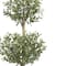 4.5ft. Potted Olive Double Topiary Tree